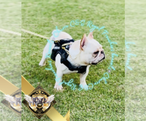 Father of the French Bulldog puppies born on 05/27/2025