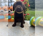 Small #9 Labrador Retriever