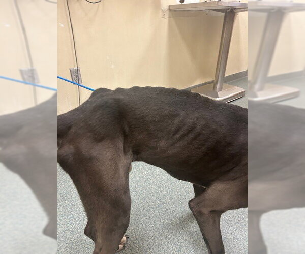 Medium Photo #3 Great Dane-Labrador Retriever Mix Puppy For Sale in Bullard, TX, USA