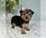 Small Photo #4 Yorkshire Terrier Puppy For Sale in FRANKLIN, IN, USA