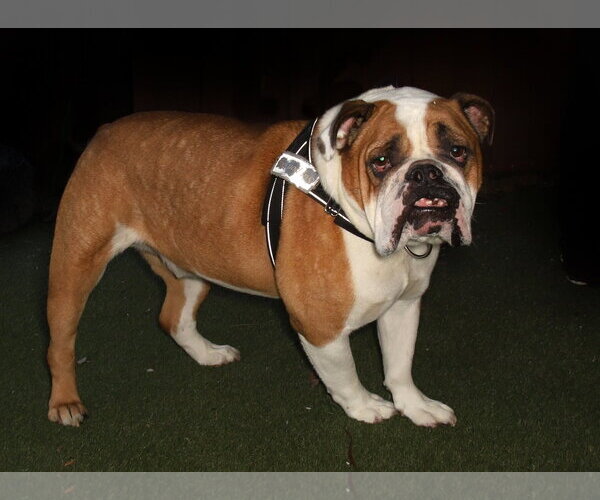 Medium Photo #2 Bulldog Puppy For Sale in Oakland Park, FL, USA