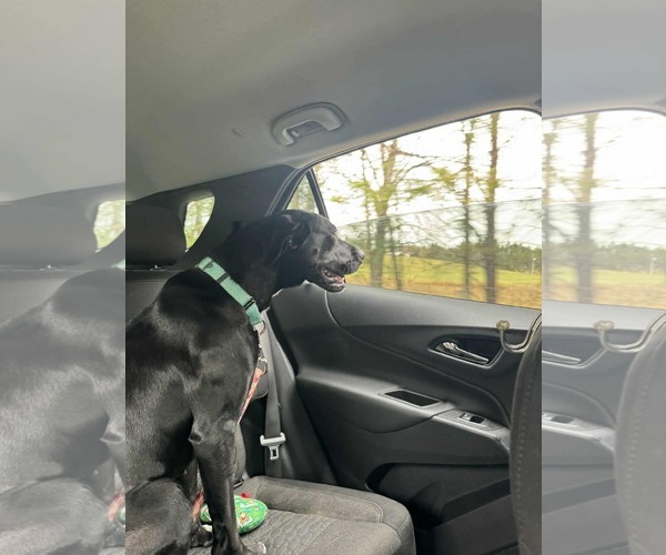 Medium Photo #19 Labrador Retriever-Unknown Mix Puppy For Sale in Rustburg, VA, USA