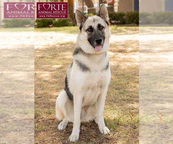 Medium Photo #2 German Shepherd Dog-Huskies  Mix Puppy For Sale in Marina del Rey, CA, USA