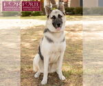 Small #1 German Shepherd Dog-Huskies  Mix