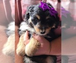 Puppy 7 Border Collie-Poodle (Miniature) Mix