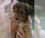 Image preview for Ad Listing. Nickname: Coco