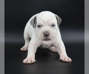 American Bully Puppy for sale in CHAMPAIGN, IL, USA