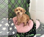 Small #2 Shih Tzu
