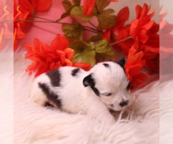 Medium Photo #1 Havashu Puppy For Sale in THAYER, KS, USA