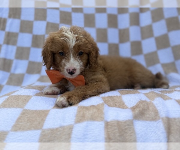 Medium Photo #7 Goldendoodle (Miniature) Puppy For Sale in LAKELAND, FL, USA