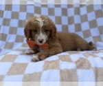 Larry - Male Goldendoodle (Miniature) Puppy for Sale - Photo #7