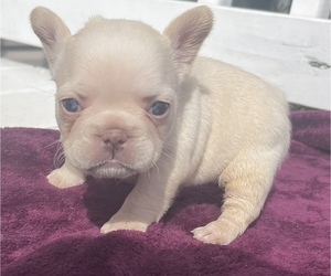 French Bulldog Puppy for sale in ATLANTA, GA, USA