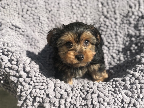 Medium Photo #1 Yorkshire Terrier Puppy For Sale in LOS ANGELES, CA, USA