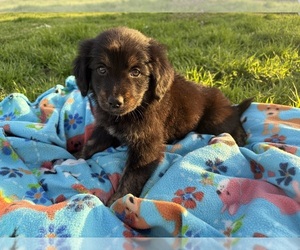 Medium Australian Retriever