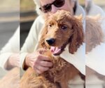 Small Photo #2 Irish Doodle Puppy For Sale in Pacolet, SC, USA