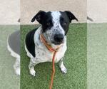 Small Pointer Mix