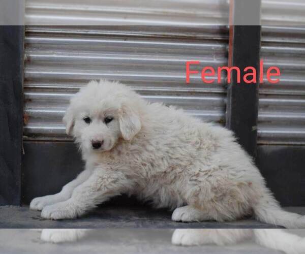 Medium Photo #8 Great Pyrenees Puppy For Sale in PERALTA, NM, USA