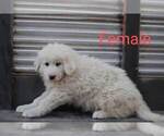 Small Photo #8 Great Pyrenees Puppy For Sale in PERALTA, NM, USA