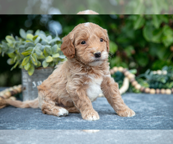 Medium Photo #9 Goldendoodle (Miniature) Puppy For Sale in WOLCOTTVILLE, IN, USA