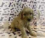 Small Photo #35 Goldendoodle Puppy For Sale in FRESNO, CA, USA