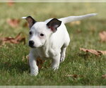 Small Photo #8 Jackshund Puppy For Sale in Mechanicsburg, PA, USA