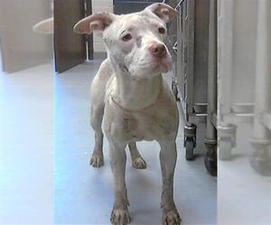 American Pit Bull Terrier-Unknown Mix Dogs for adoption in Fayetteville, NC, USA