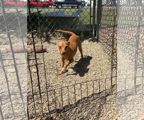 Medium Photo #1 Chipin Puppy For Sale in Mukwonago, WI, USA