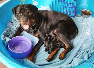 Mother of the Rottweiler puppies born on 07/24/2017
