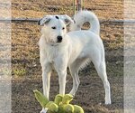 Small Photo #16 Great Pyrenees-Unknown Mix Puppy For Sale in Garland, TX, USA