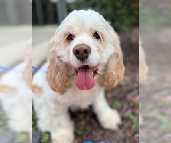 Medium Photo #5 Cocker Spaniel Puppy For Sale in Arlington, VA, USA