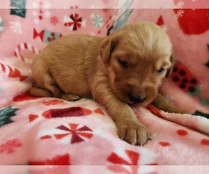 Golden Retriever Puppy for sale in BRANDON, WI, USA