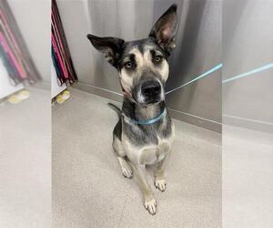 German Shepherd Dog-Huskies Mix Dogs for adoption in Fairbanks, AK, USA