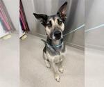 Small German Shepherd Dog-Huskies Mix