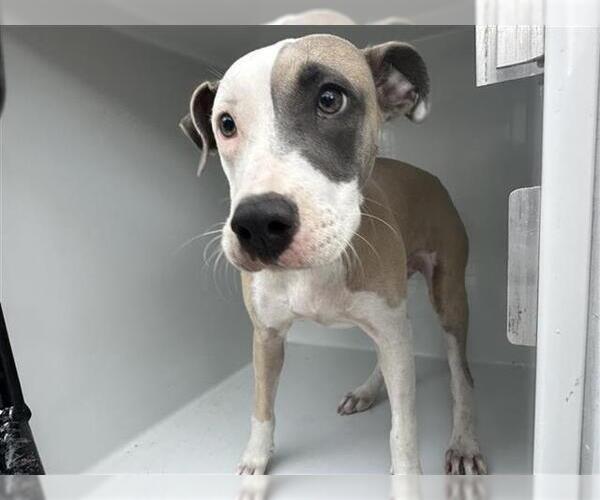 Medium Photo #1 American Pit Bull Terrier Puppy For Sale in Houston, TX, USA