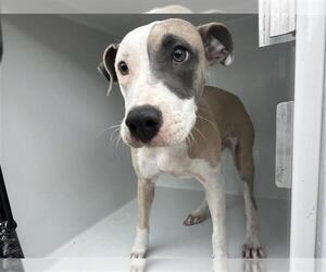 American Pit Bull Terrier Dogs for adoption in Houston, TX, USA