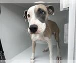 Small American Pit Bull Terrier