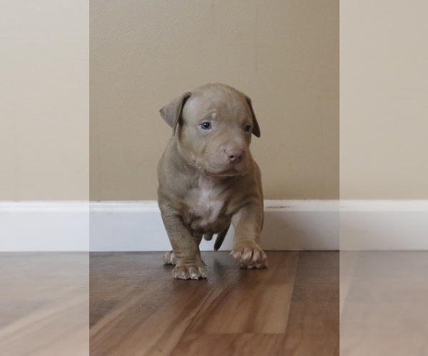Medium Photo #2 American Bully Puppy For Sale in ORANGEBURG, SC, USA