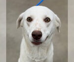 Small Labrador Retriever Mix