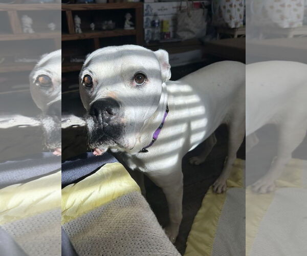 Medium Photo #2 American Bulldog-Unknown Mix Puppy For Sale in Spotsylvania, VA, USA