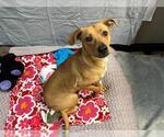Small #1 Labrador Retriever Mix