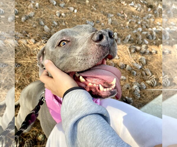 Medium Photo #6 American Staffordshire Terrier Puppy For Sale in San Juan Capistrano, CA, USA