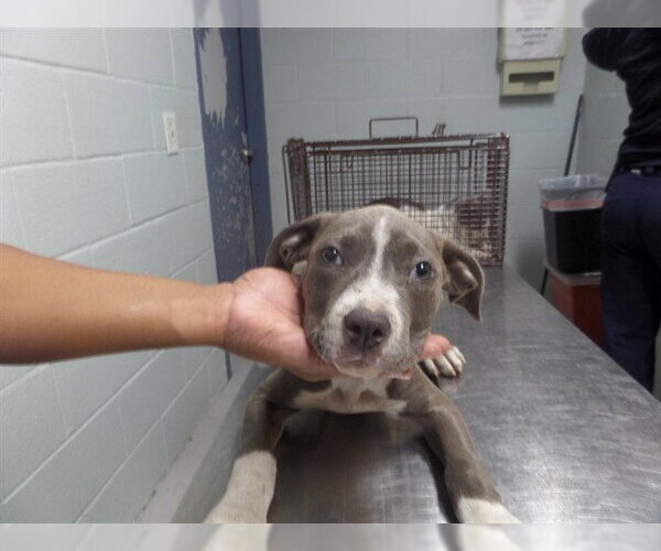 Medium Photo #1 Mutt Puppy For Sale in Augusta, GA, USA