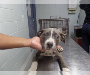 Mutt Dogs for adoption in Augusta, GA, USA