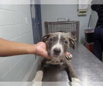 Small Mutt