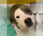 Small #2 American Pit Bull Terrier