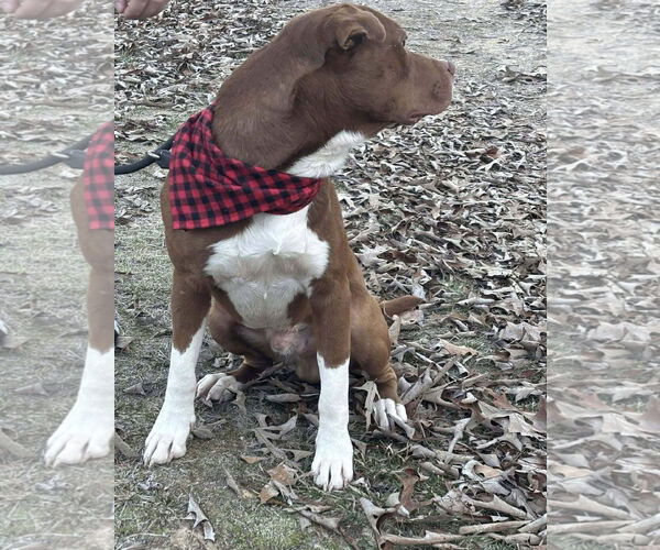 Medium Photo #4 Labrador Retriever-Unknown Mix Puppy For Sale in Alexander, AR, USA