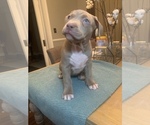 Small Photo #9 American Pit Bull Terrier Puppy For Sale in NORFOLK, VA, USA