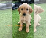 Puppy Mr orange Theo Golden Retriever