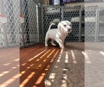 Small #12 Great Pyrenees Mix