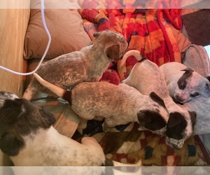 American Pit Bull Terrier-Australian Cattle Dog Mix Puppy for sale in FARMINGTON, MO, USA